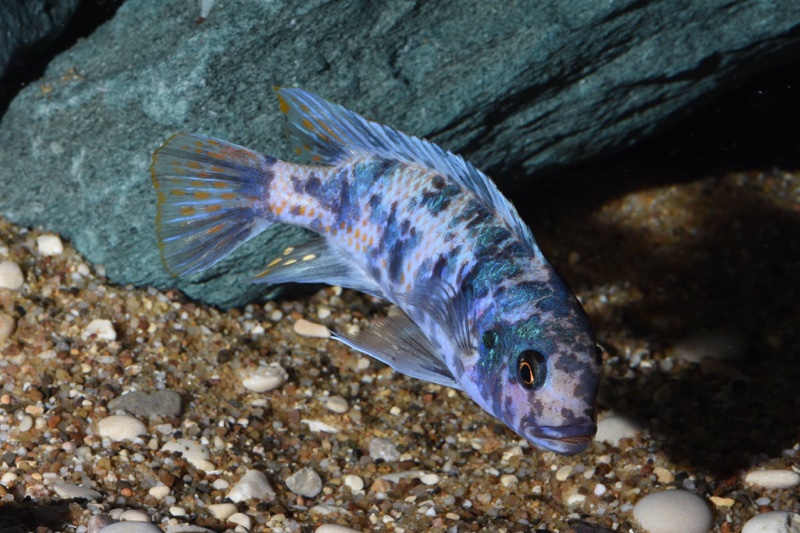 Maylandia zebra 'Chizumulu Island'